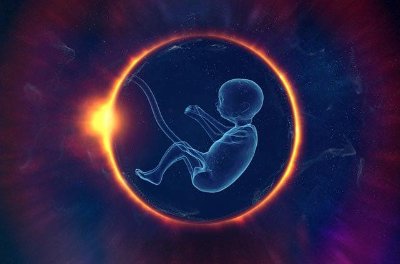 embryo.jpg